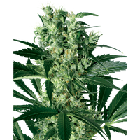 X Haze Feminisierte Hanfsamen von White Label, 3 Samen