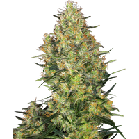 Shiva Skunk Feminisierte Hanfsamen, 3 Samen