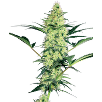 White Diesel Feminisierte Hanfsamen von White Label, 3 Samen