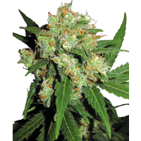 Sensi Skunk Reguläre Hanfsamen, 10 Samen