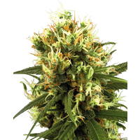 White Haze Automatic Hanfsamen von White Label, 3 Samen
