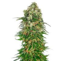 Shiva Skunk Automatic Hanfsamen, 3 Samen