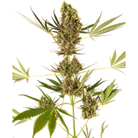 Alpine Delight CBD Automatische Hanfsamen, 3 Samen