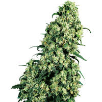 Skunk #1 Reguläre Hanfsamen, 10 Samen