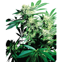 Skunk Kush Feminisierte Hanfsamen, 3 Samen