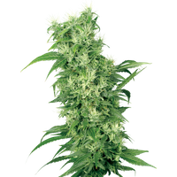 Female Mix Hanfsamen von White Label, 5 Samen