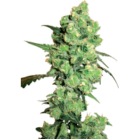 Super Skunk Reguläre Hanfsamen von White Label, 10 Samen