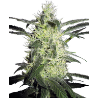 Silver Haze Feminisierte Hanfsamen, 3 Samen