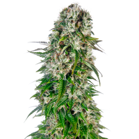 Big Bud Automatic Hanfsamen, 3 Samen