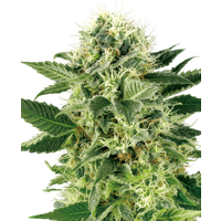 Northern Lights Feminisierte Hanfsamen von White Label, 3 Samen