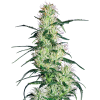 Purple Haze Feminisierte Hanfsamen von White Label, 1 Samen