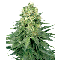 White Widow Reguläre Hanfsamen von White Label, 10 Samen