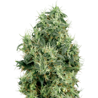 White Gold Feminisierte Hanfsamen von White Label, 3 Samen