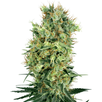 Cali Orange Bud Reguläre Hanfsamen von White Label, 10 Samen