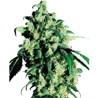 Super Skunk Reguläre Hanfsamen, 10 Samen