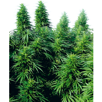 Ruderalis Skunk Reguläre Hanfsamen, 10 Samen