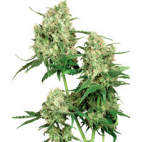 Maple Leaf Indica Reguläre Hanfsamen, 10 Samen