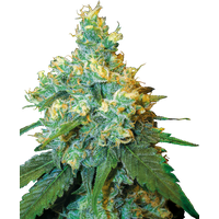 Jack Herer® Feminisierte Hanfsamen, 3 Samen