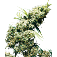 Jamaican Pearl Reguläre Hanfsamen, 10 Samen