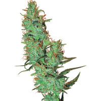 Jack Herer® Reguläre Hanfsamen von White Label, 10 Samen