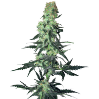 Amnesia White Reguläre Hanfsamen von White Label, 10 Samen