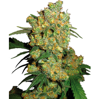 Big Bud Reguläre Hanfsamen, 10 Samen