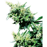 Hash Plant Reguläre Hanfsamen, 10 Samen