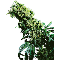 Northern Lights #5 x Haze Reguläre Hanfsamen, 10 Samen