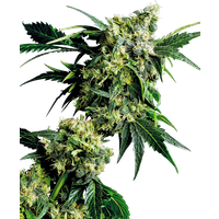 Mr Nice G13 X Hash Plant Reguläre Hanfsamen, 10 Samen