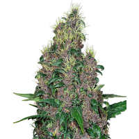 Mandarine Jam Feminisierte Hanfsamen, 3 Samen