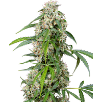 Pineapple Automatic Hanfsamen, 3 Samen