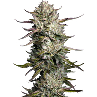 Purple Berry Muffinz Feminisierte Hanfsamen, 3 Samen