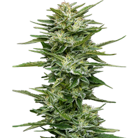 Pineapple Kush Cake Automatic Hanfsamen, 3 Samen