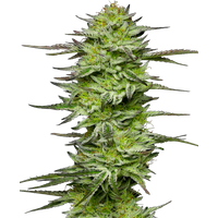 Amnesia Jelly Automatic Hanfsamen, 3 Samen