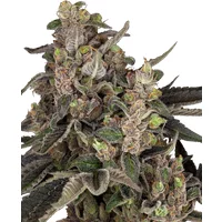 Bahama Mama Automatic Hanfsamen, 3 Samen