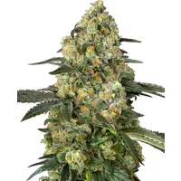 Big Berry Bliss Feminisierte Hanfsamen, 3 Samen