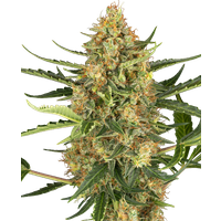 Blueberry Bubblegum Automatic Hanfsamen, 3 Samen