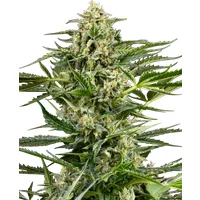 Citrus Fuel Automatic Hanfsamen, 3 Samen