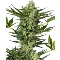 Ghostbuzzters OG Automatic Hanfsamen, 3 Samen
