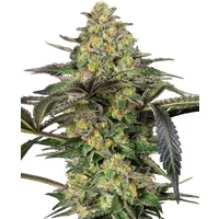 Grapevine Candy Feminisierte Hanfsamen, 3 Samen