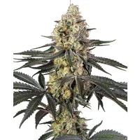 Purple Papaya Paradise Feminisierte Hanfsamen, 3 Samen