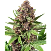 StrawZ Automatic Hanfsamen, 3 Samen