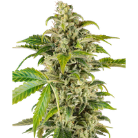Sweet & Sour Cream Automatic Hanfsamen, 3 Samen