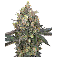 Sweet Berry Breeze Feminisierte Hanfsamen von White Label, 3 Samen