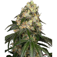 White Biscotti OG XXL Feminisierte Hanfsamen von White Label, 3 Samen