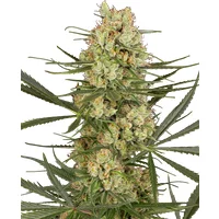 Haze Dawg Automatic Hanfsamen, 3 Samen