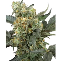Mimosa Sunrise XXL Automatic Hanfsamen, 3 Samen