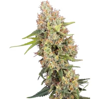 Raspberry Critical Kush Feminisierte Hanfsamen, 3 Samen