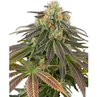 Stardust Kush Automatic Hanfsamen, 3 Samen