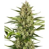 Jack Herer Automatic Hanfsamen, 3 Samen